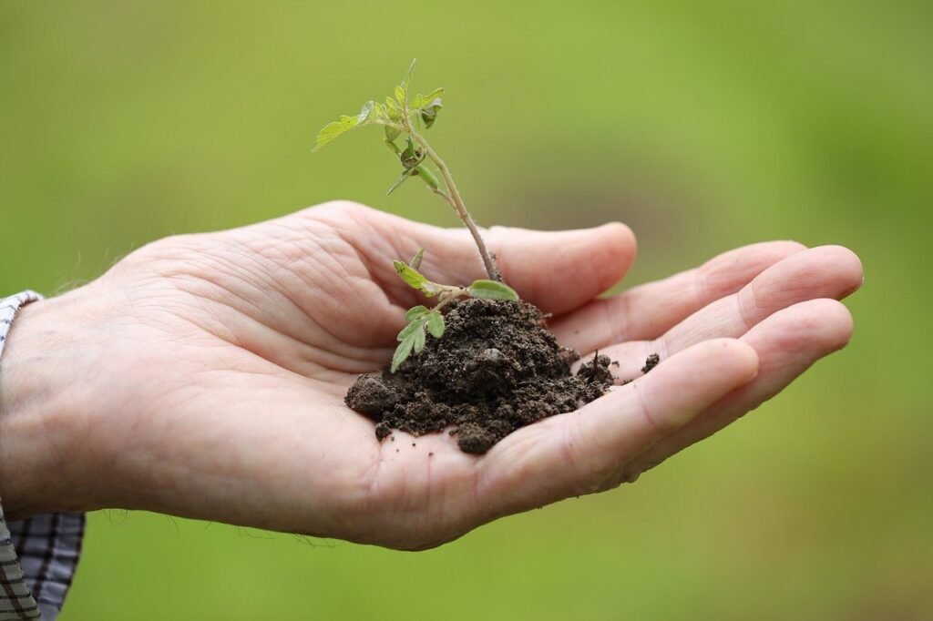 planting, transplanting, cherry tomato